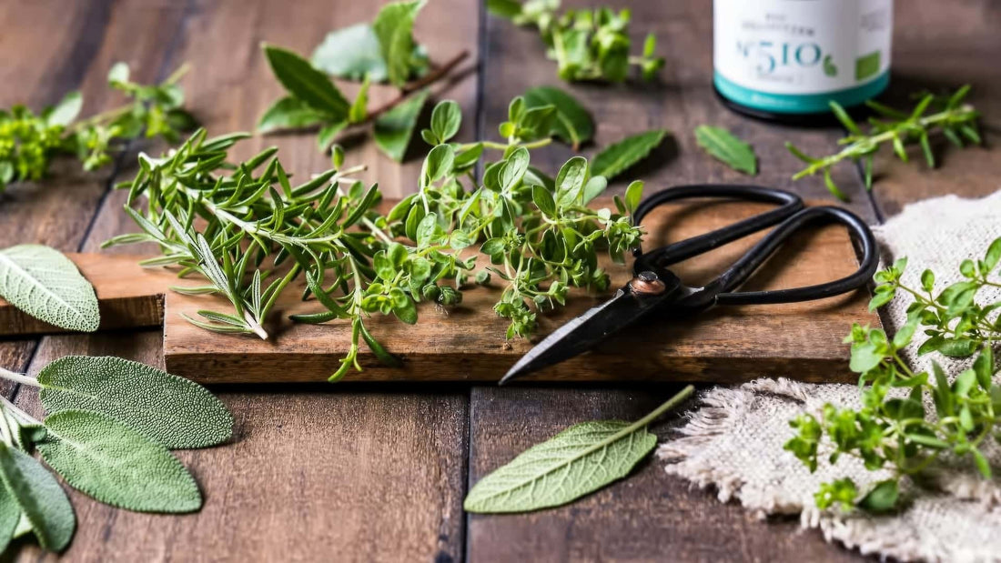 Frühlingshafte Kräuterküche